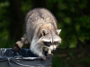 raccoon is find food in urban areas.