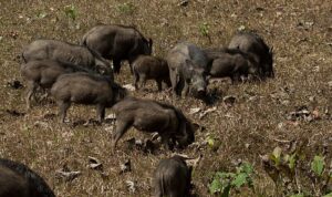 group of wild hogs is foraging together