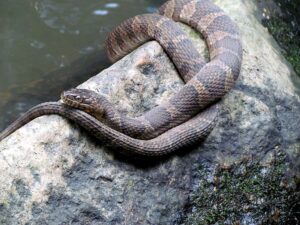 snake watching for prey