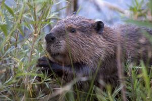 beaver eating plants