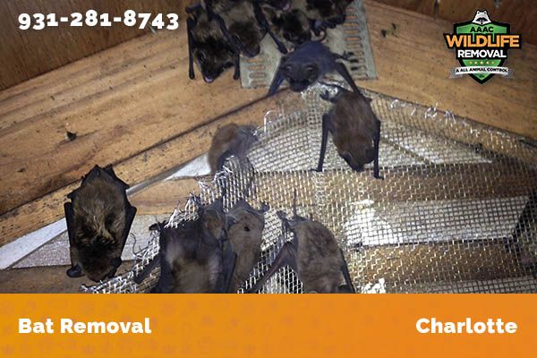 Bat Removal Charlotte