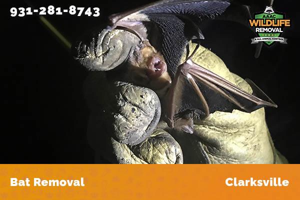 Bat Removal Clarksville