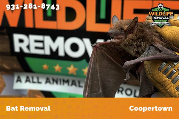 Bat Removal Coopertown