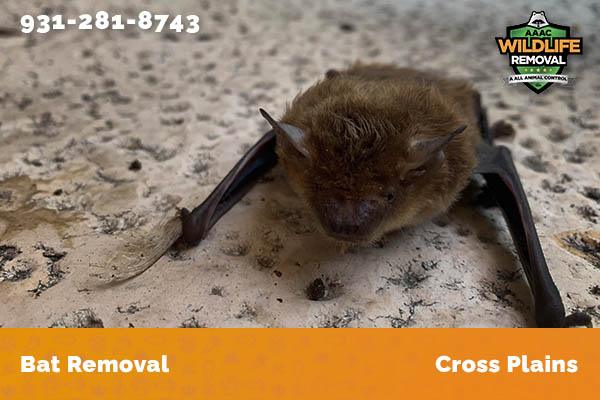 Bat Removal Cross Plains