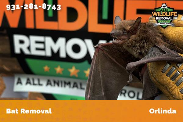 Bat Removal job in Orlinda