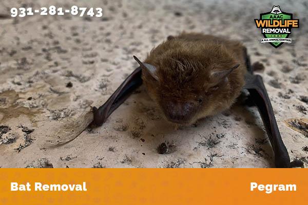 Bat Removal Pegram