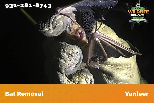 Bat Removal job in Vanleer