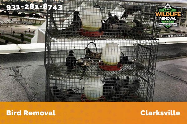 Bird Removal Clarksville