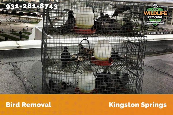 Bird Removal Kingston Springs