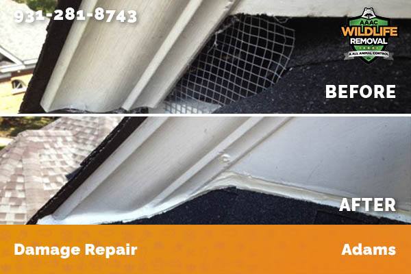 Before and After photo of Raccoon damage repair in Adams