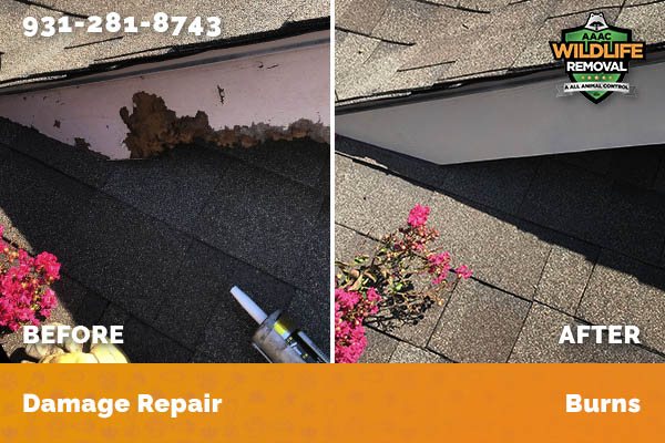 Before and After photo of Raccoon damage repair in Burns