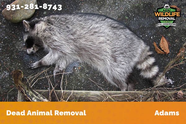 Dead Animal Removal Adams