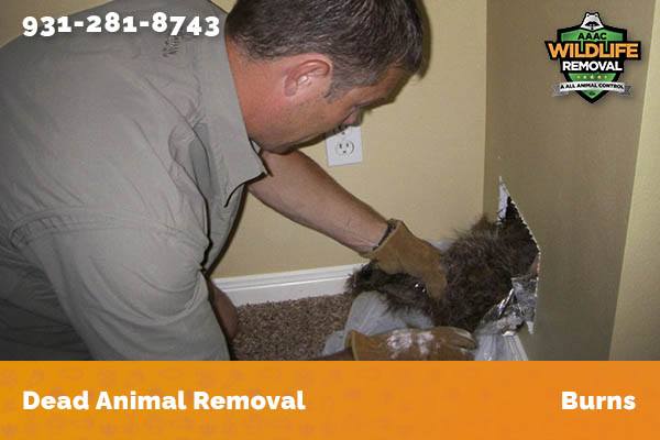 Dead Animal Removal Burns