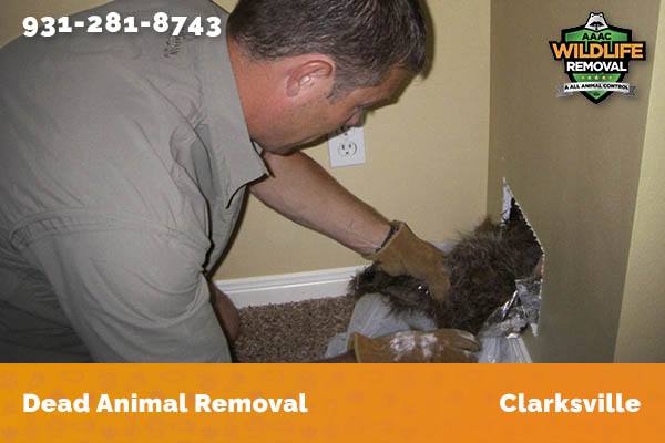 Dead Animal Removal Clarksville