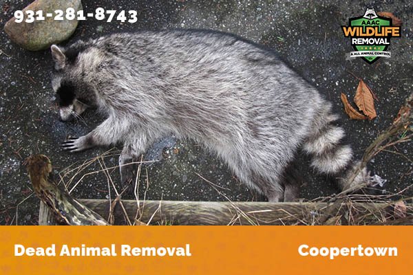 Dead Animal Removal Coopertown