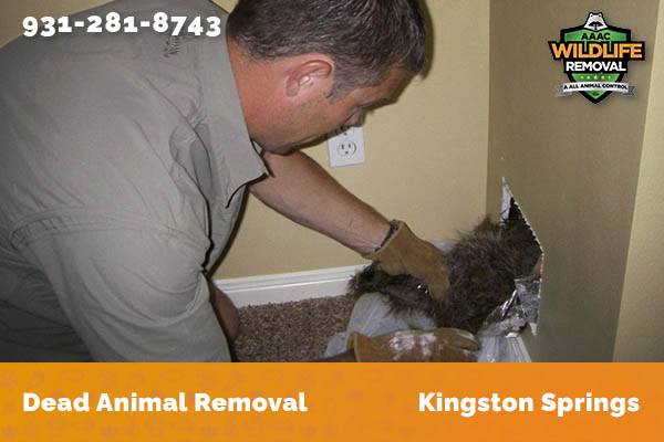 Dead Animal Removal Kingston Springs