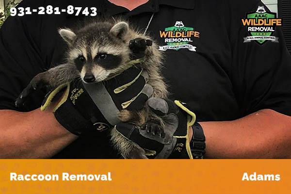 Raccoon Removal Adams