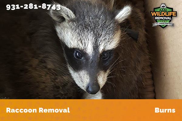 Raccoon Removal Burns