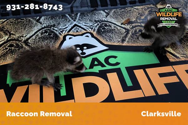 Raccoon Removal Clarksville