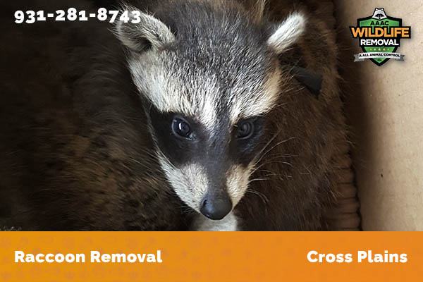 Raccoon Removal Cross Plains