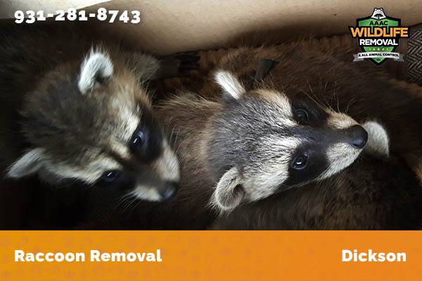 Raccoon Removal Dickson