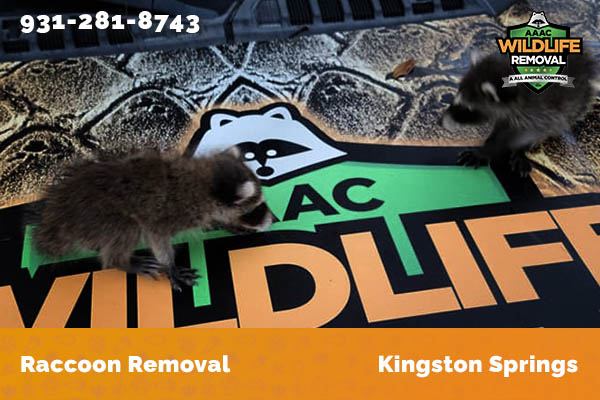 Raccoon Removal Kingston Springs