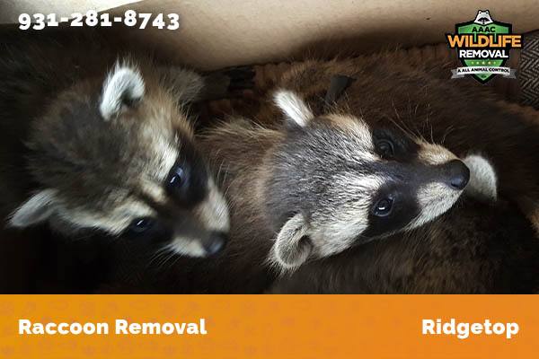 Raccoon Removal Ridgetop