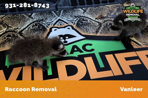 Racoon Removal Vanleer