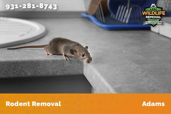 Rodent Removal Adams