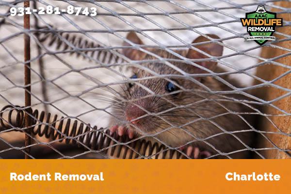 Rodent Removal Charlotte