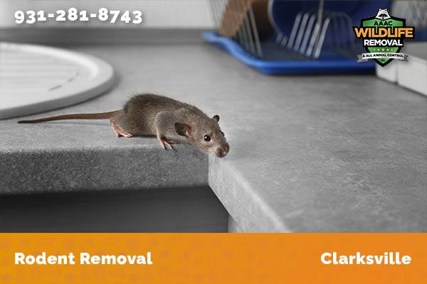 Rodent Removal Clarksville