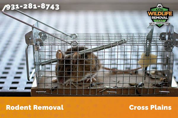 Rodent Removal Cross Plains