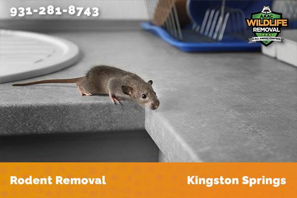 Rodent Removal Kingston Springs