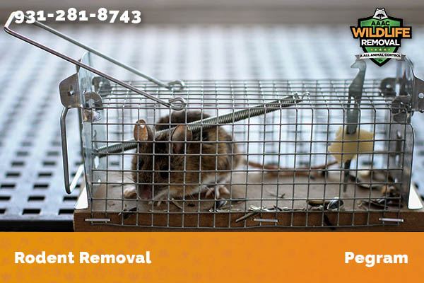 Rodent Removal Pegram