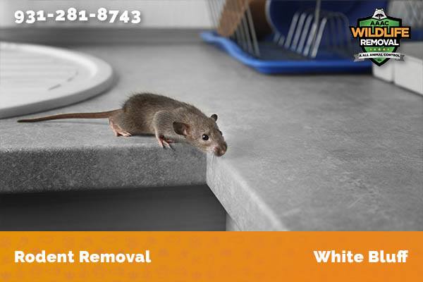 Rodent Removal White Bluff