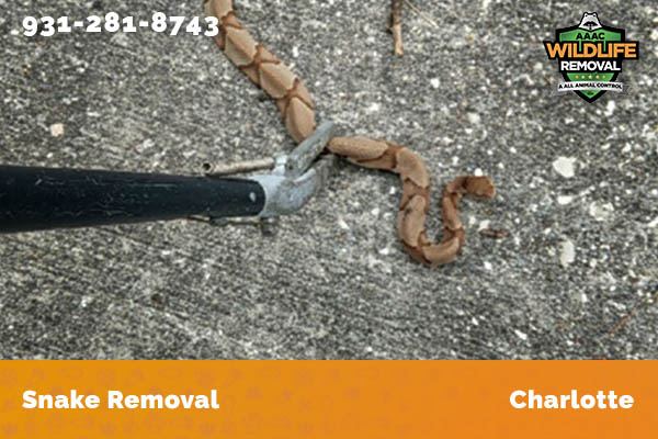 Snake Removal Charlotte