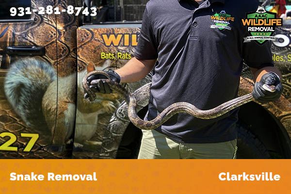 Snake Removal Clarksville