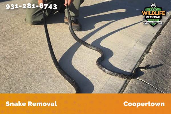 Snake Removal Coopertown