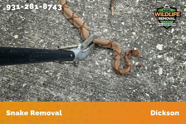 Snake Removal Dickson