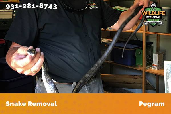 Snake Removal Pegram