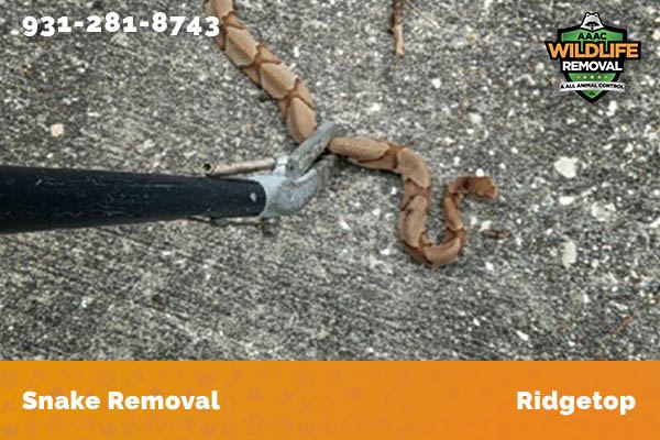 Snake Removal Ridgetop