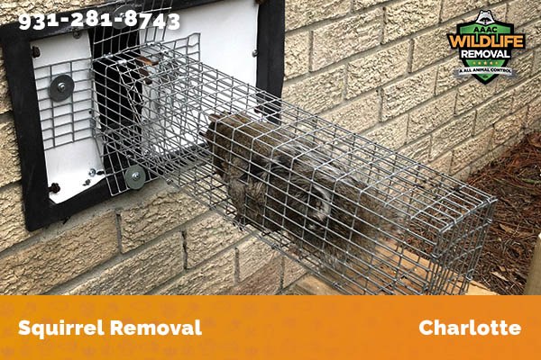 Squirrel Removal Charlotte