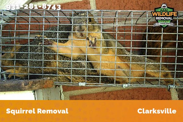 Squirrel Removal Clarksville