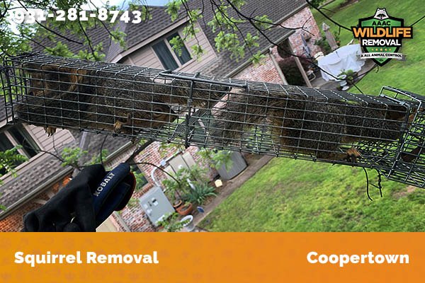 Squirrel Removal Coopertown