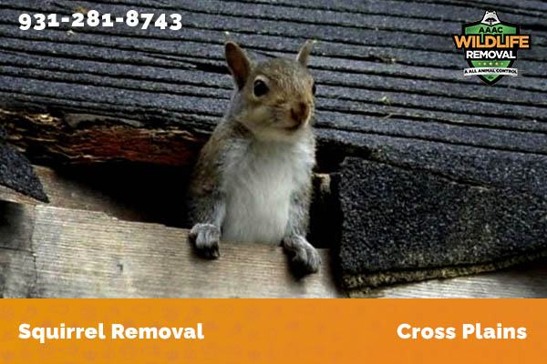 Squirrel Removal Cross Plains