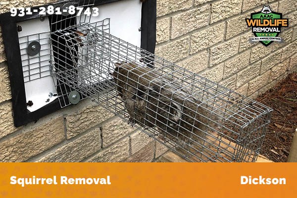 Squirrel Removal Dickson