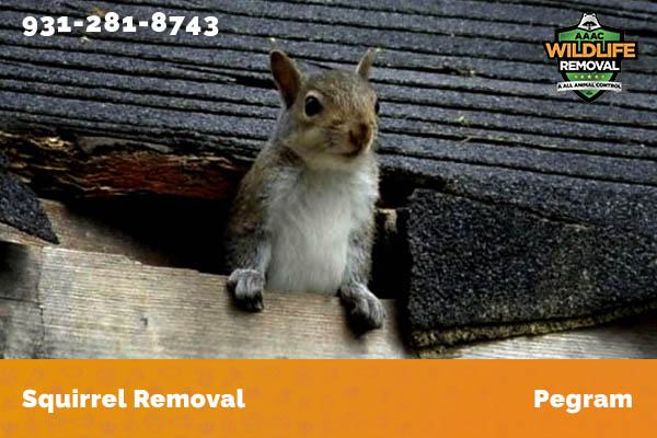 Squirrel Removal Pegram