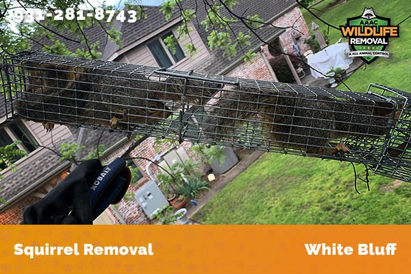 Squirrel Removal White Bluff